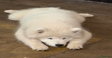 Samoyed dogs - Advert 6