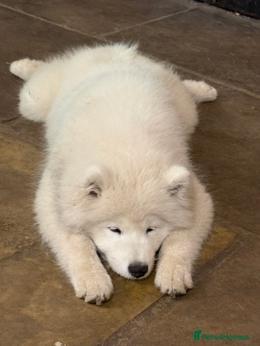 Samoyed dogs for sale: Stunning Samoyed Boy  - Image 3