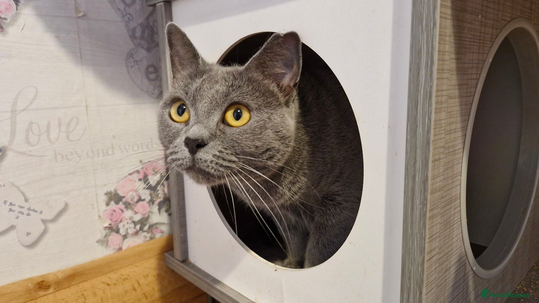 Chartreux cats for sale: Chartreux adult mum and daughter  - Image 7