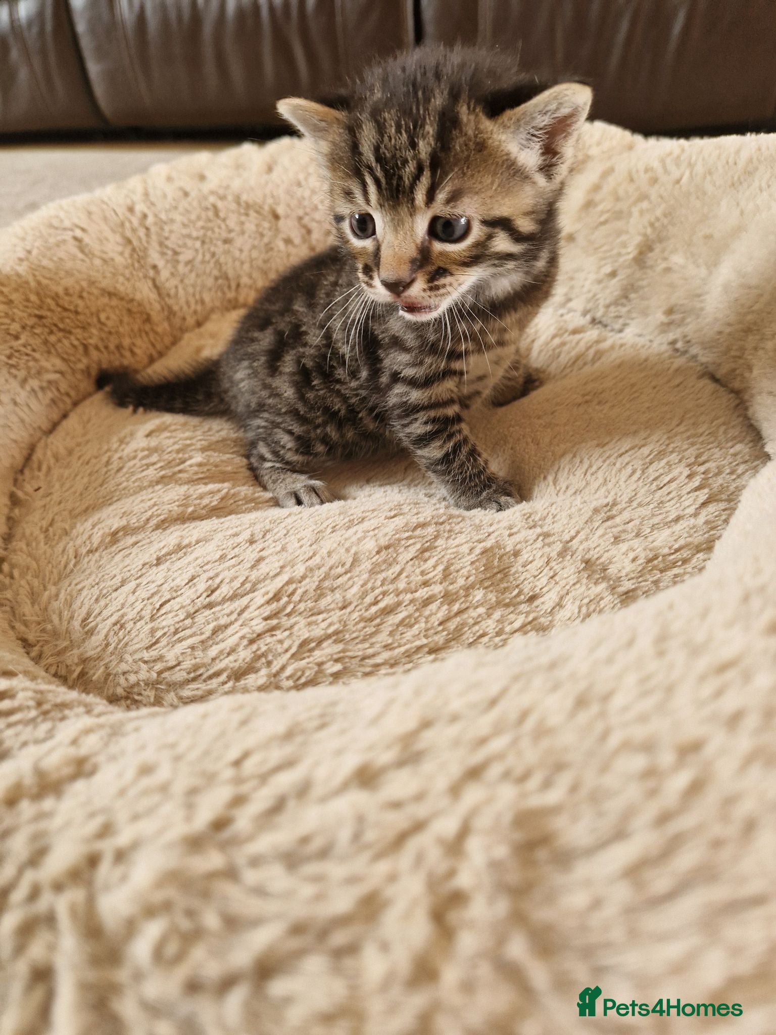 Mixed Breed cats Beautiful Domestic Shorthair Male Kitten - Advert 1
