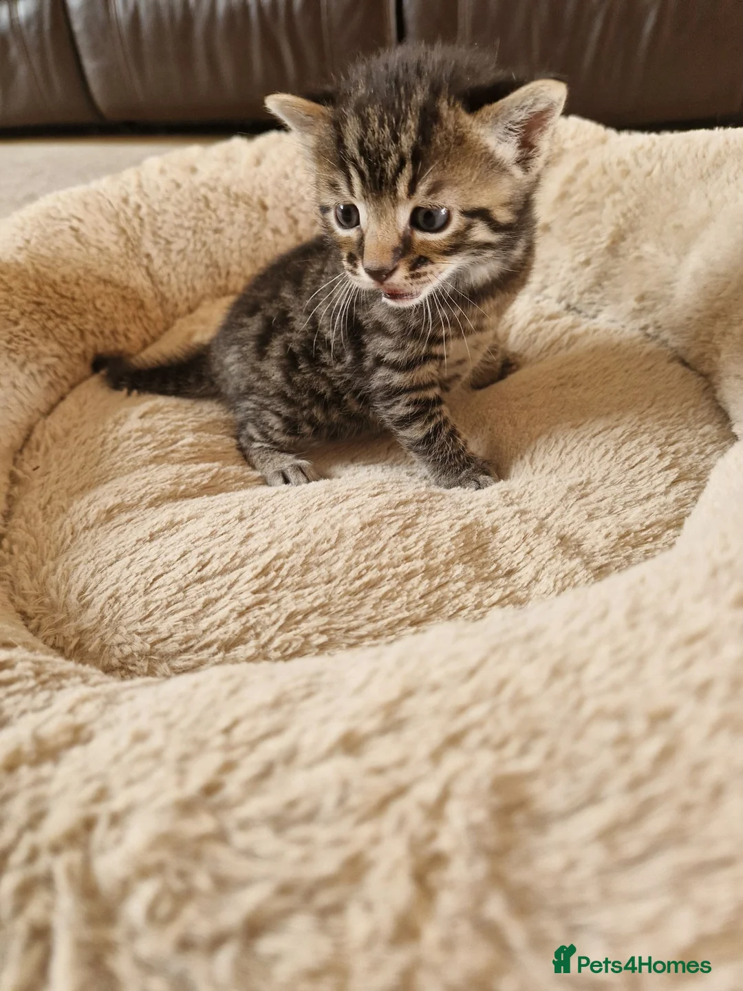 Mixed Breed cats for sale: Beautiful Domestic Shorthair Male Kitten - Advert 1