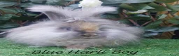 Angora rabbits for sale: Beautiful Angora Ready Now  - Advert 2