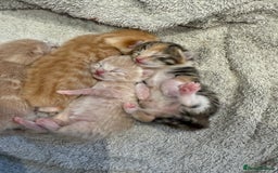 Mixed Breed cats for sale: PLEASE READ - 4 stunning kittens. 3 male. 1 female - Image 5