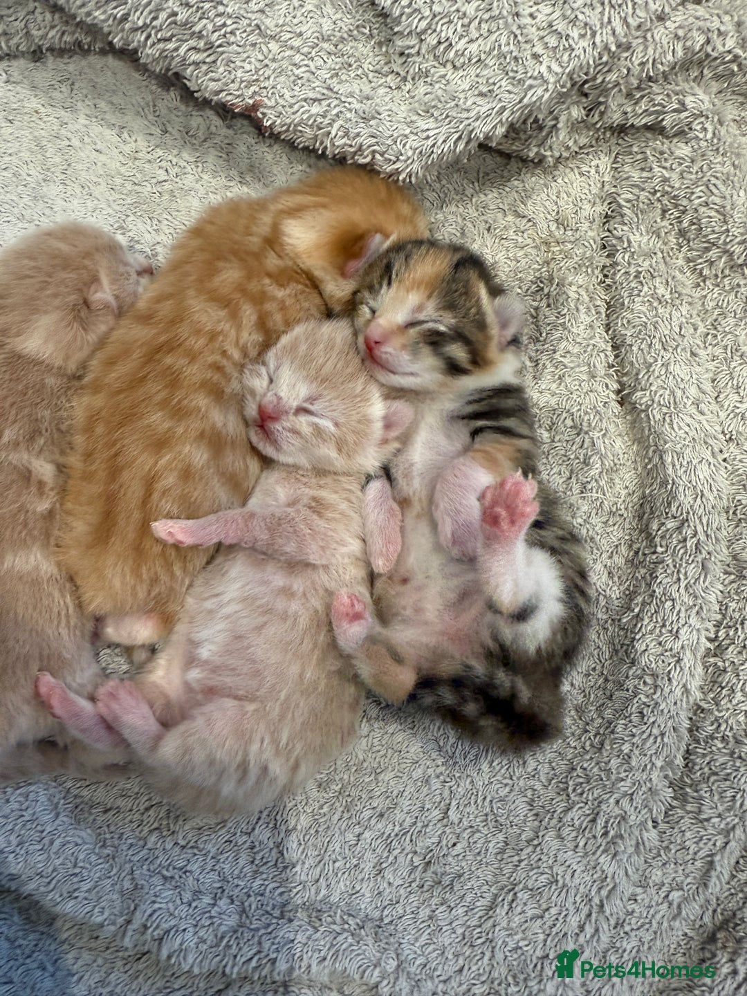 Mixed Breed cats for sale: PLEASE READ - 4 stunning kittens. 3 male. 1 female - Image 5