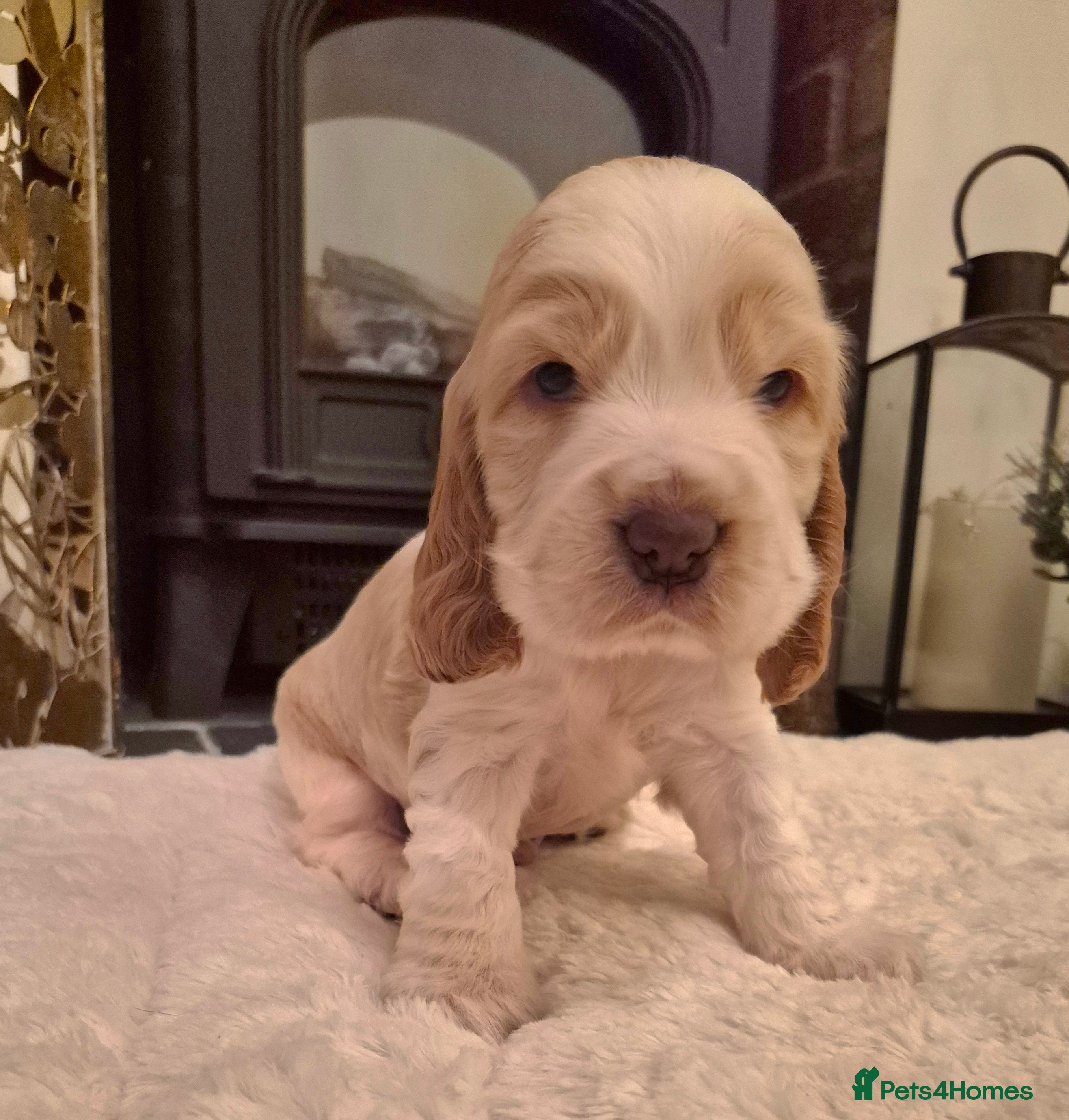 Cocker Spaniel dogs KC Reg,Health Tested, Show Cocker Spaniel Puppies  - Advert 6