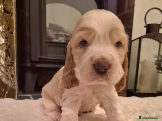 Cocker Spaniel dogs KC Reg,Health Tested, Show Cocker Spaniel Puppies - Advert 6