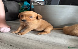 Goldador dogs for sale: Golderdor puppies  - Image 1