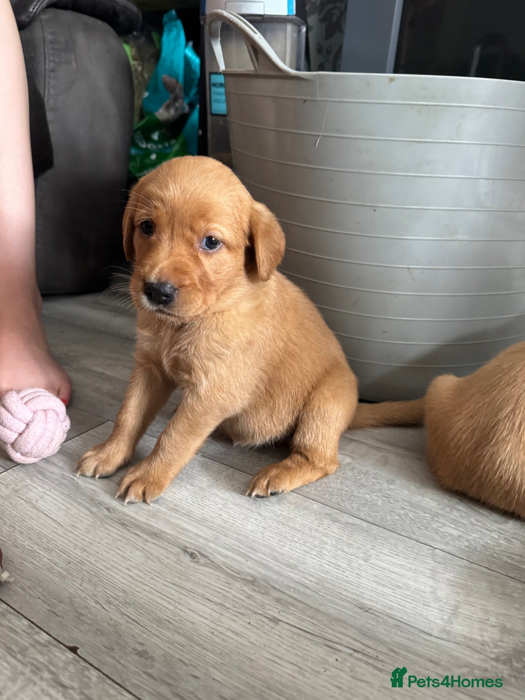 Goldador dogs for sale: Golderdor puppies  - Image 1