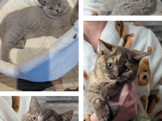 British Shorthair cats GCCF Pedigree BSH chocolate, lilac kittens 💙🩷 - Advert 12