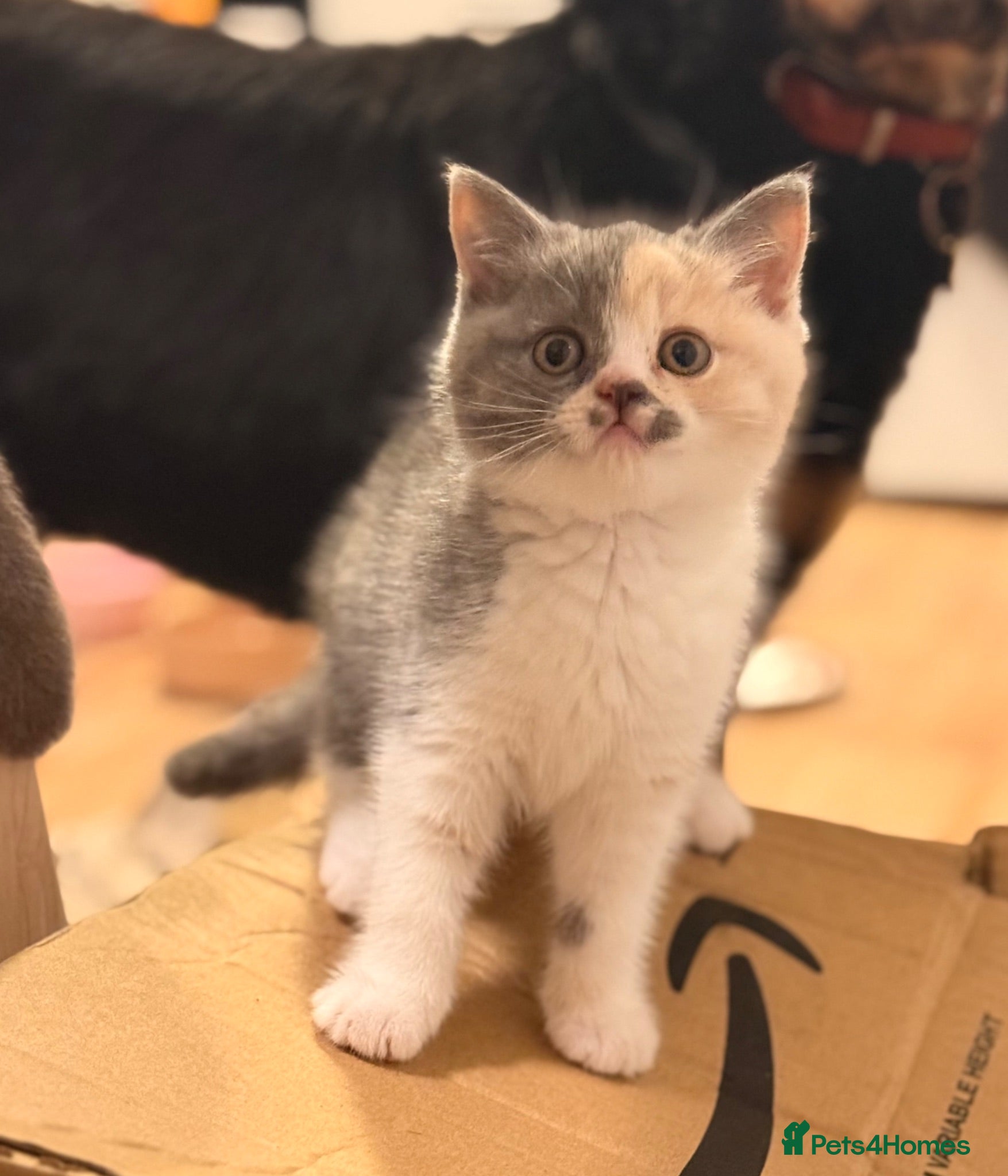 British Shorthair cats  Beautiful British Shorthair Kittens ✨🐾 - Advert 3