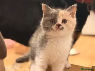 British Shorthair cats Beautiful British Shorthair Kittens ✨🐾 - Advert 3