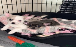 Chihuahua dogs for sale: One male chihuahua left ready NOW - Image 1