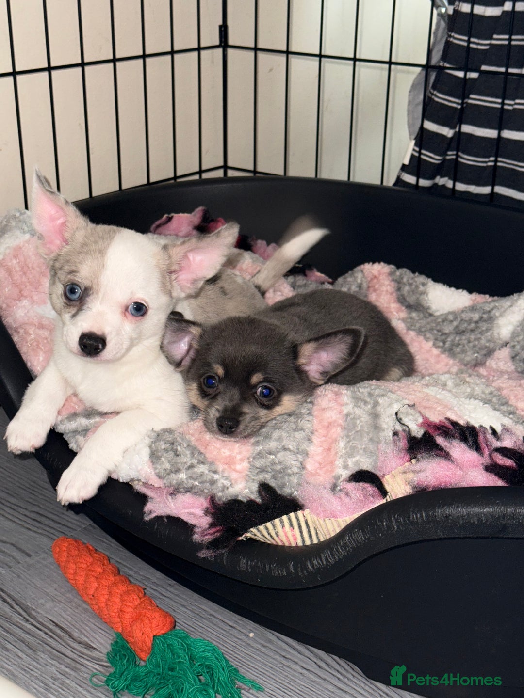 Chihuahua dogs for sale: One male chihuahua left ready NOW - Image 1