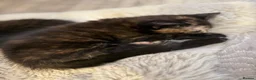 Domestic Shorthair cats for sale: 3 pretty little kittens *1 Male*2 Female* - Advert 8