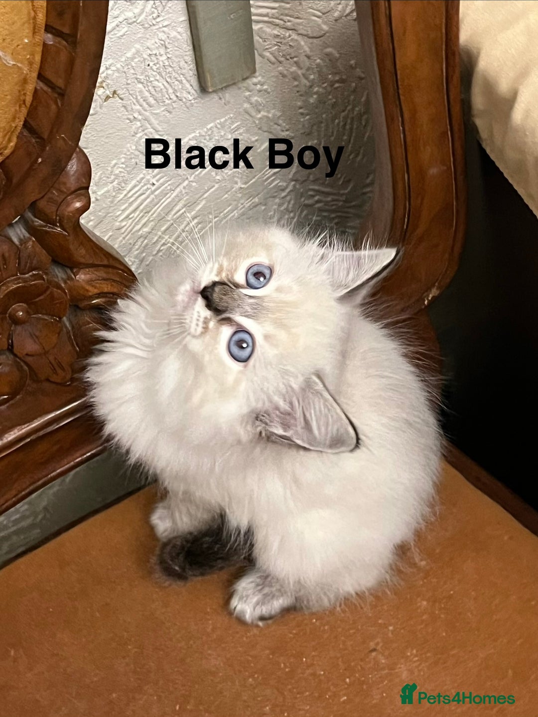 Ragdoll cats for sale: ❤️5 Beautiful Pure Ragdoll Kittens❗️❤️🐈 - Advert 7