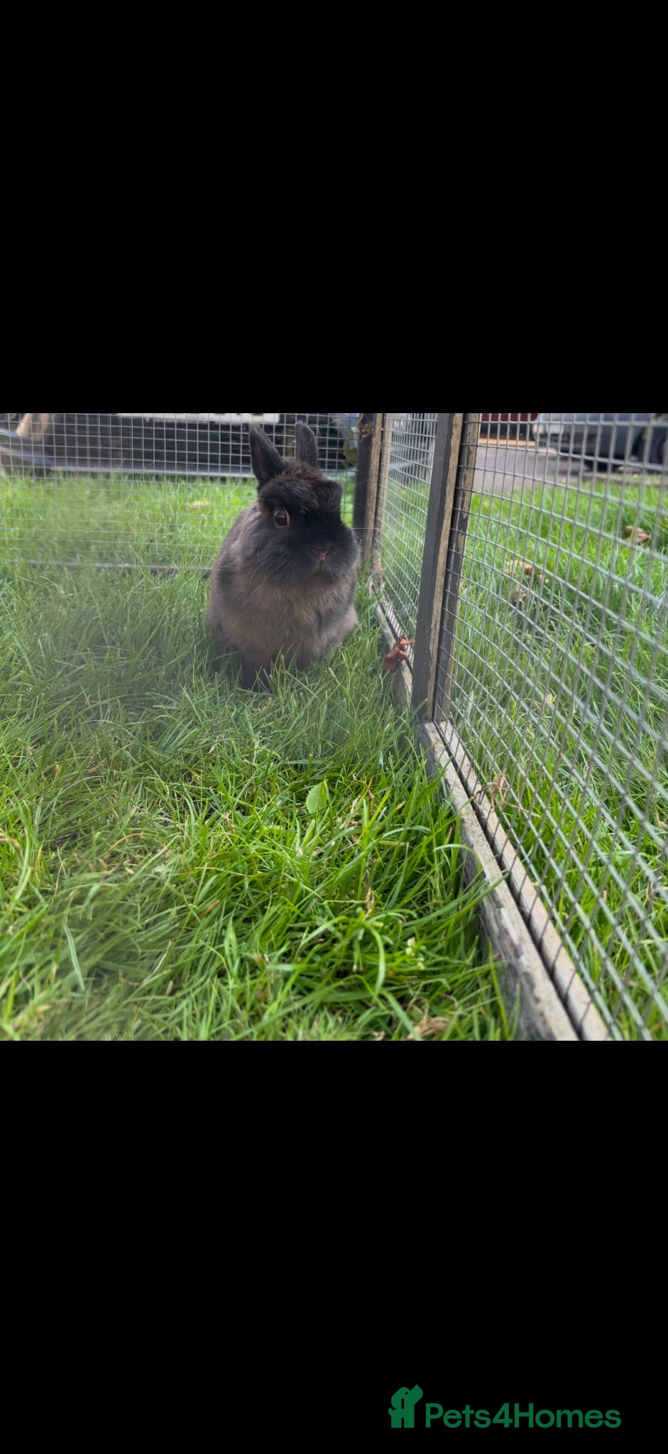 Netherland Dwarf rabbits Male rabbit  - Advert 1