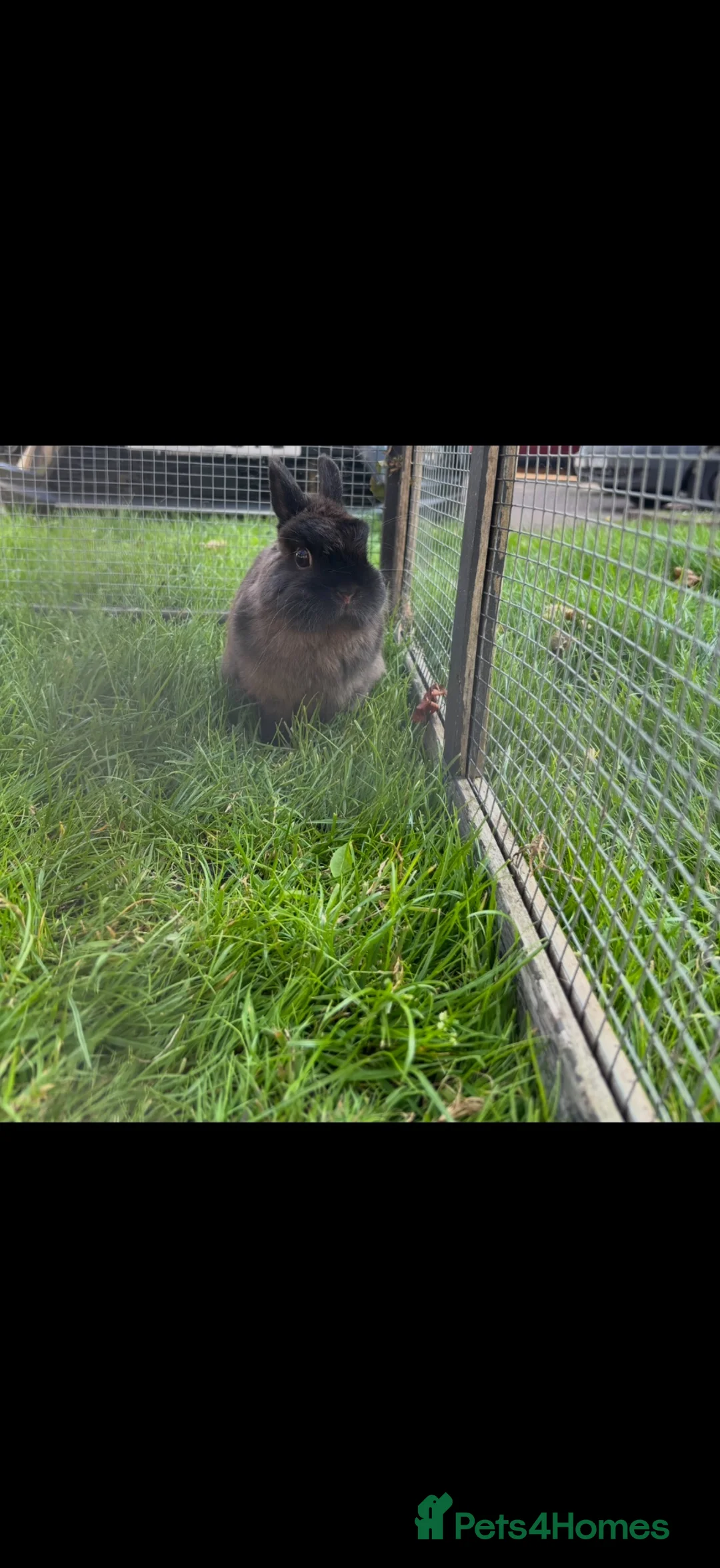 Netherland Dwarf rabbits for sale: Male rabbit  - Advert 1