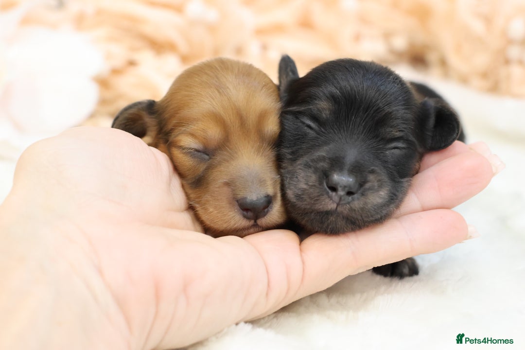 Miniature Dachshund dogs for sale: KC Miniature Dachshund Longhair Puppies - Advert 14