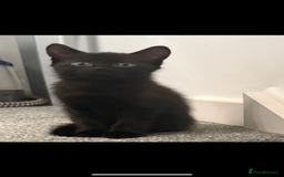 British Shorthair cats for sale: British shorthair x Bengal kittens - Image 28