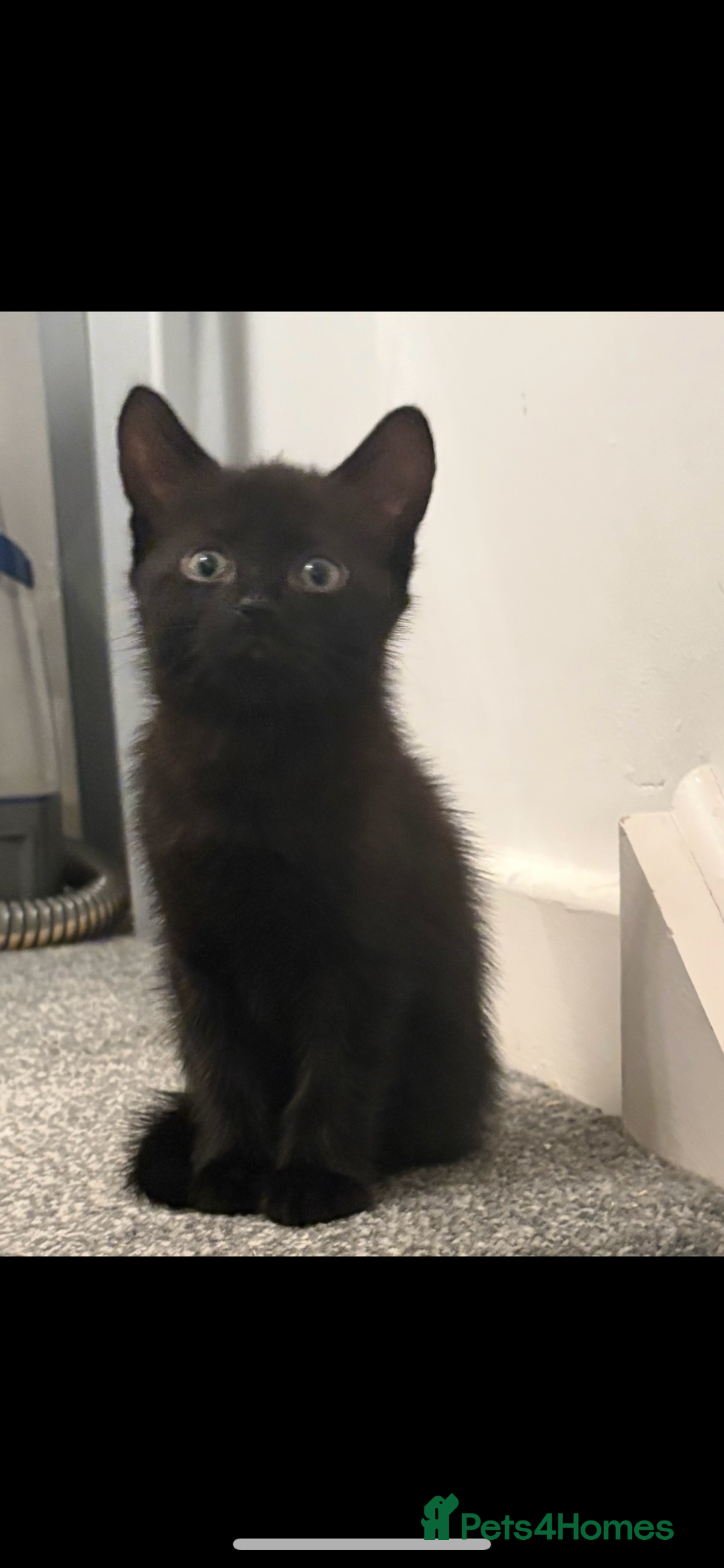 British Shorthair cats for sale: British shorthair x Bengal kittens - Image 28