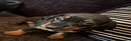 Dachshund dogs for sale: Dachshund puppies ready to go - Advert 15