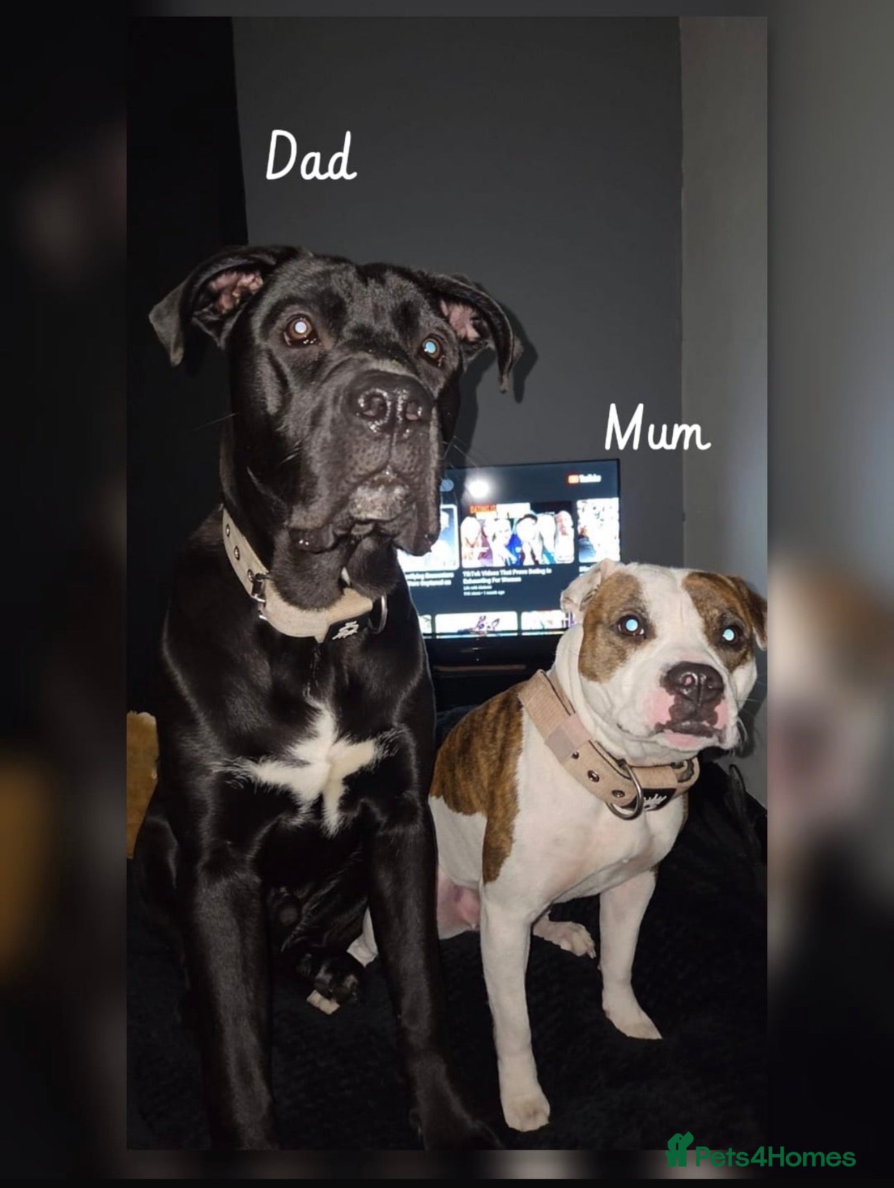 Mixed Breed dogs Can Corso Mix - Advert 1