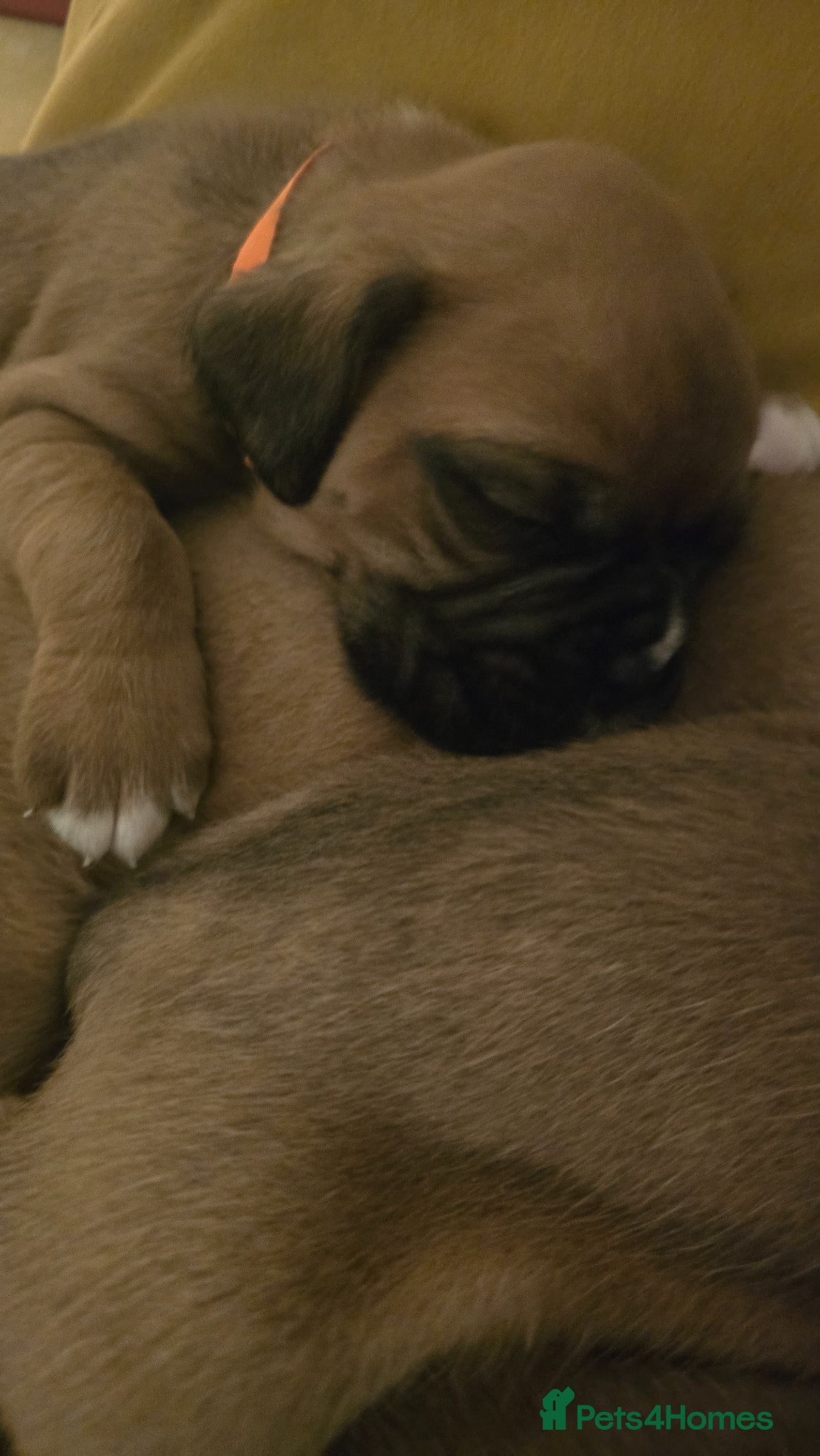 Boxer dogs KC boxer red puppies just born! 19.03 - Advert 1