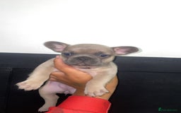 French Bulldog dogs for sale: Tri french bulldogs  - Image 7