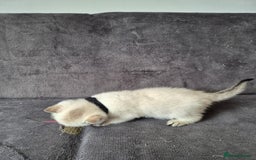 British Shorthair cats for sale: TICA Blue/gold/silver colourpoint - Image 12