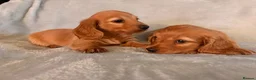 Miniature Dachshund dogs for sale: Long hair miniature dachshunds - Advert 4