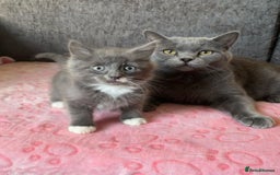 Russian Blue cats for sale: Gorgeous Russian Blue Cross Kittens Ready! 💝 - Image 5
