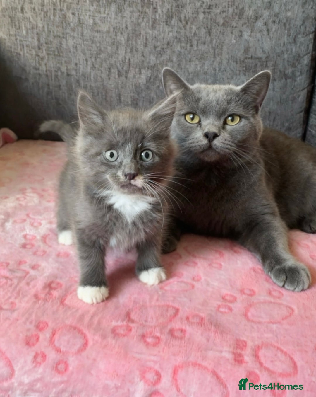 Russian Blue cats for sale: Gorgeous Russian Blue Cross Kittens Ready! 💝 - Image 5