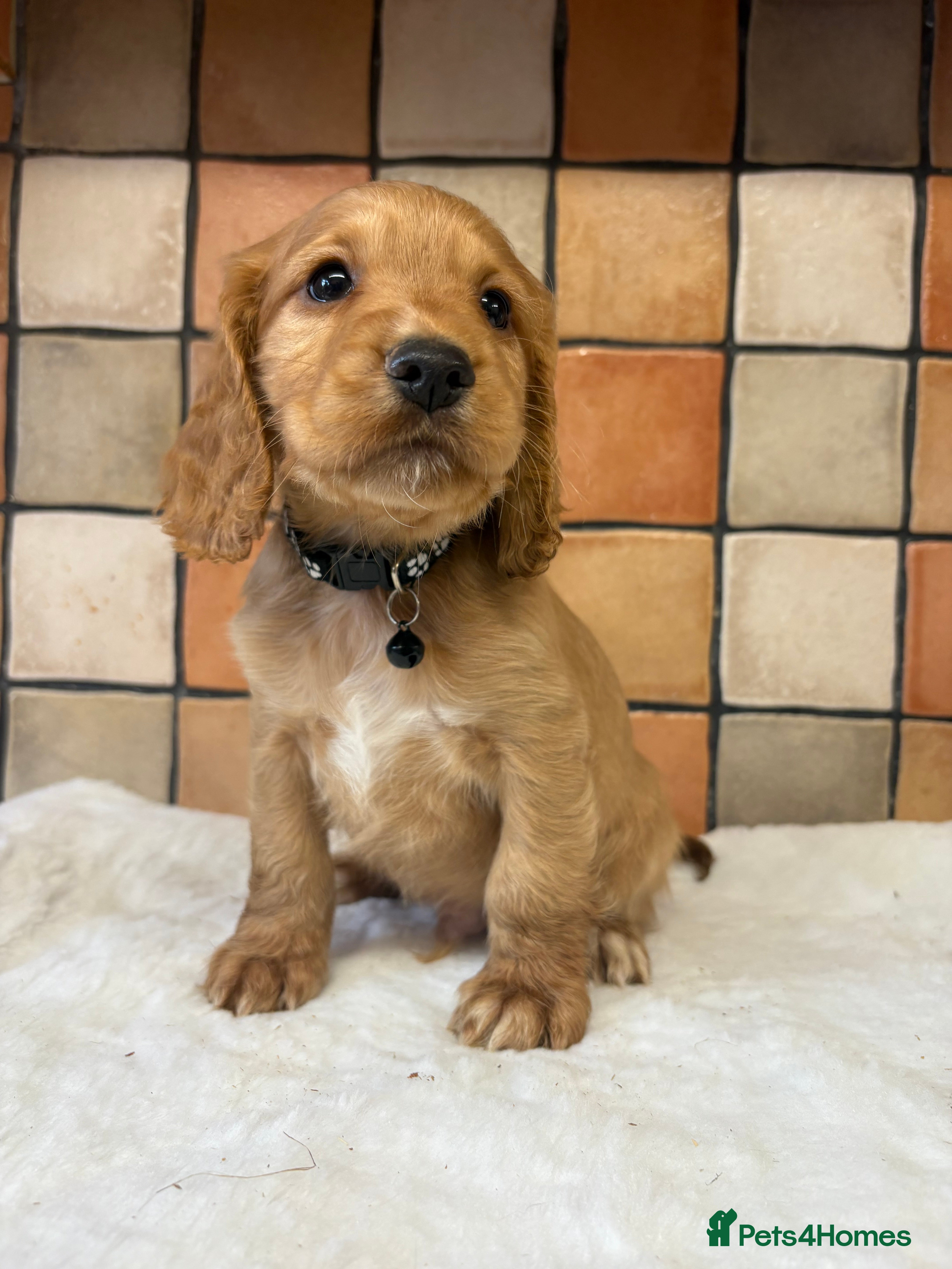 Cocker Spaniel dogs Golden Cocker spaniel puppies working bred  - Advert 3