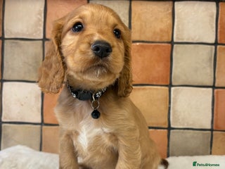 Cocker Spaniel dogs Golden Cocker spaniel puppies working bred - Advert 1