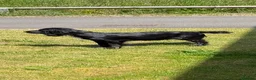 Sprocker dogs for sale: F1 Sprockers - Advert 2