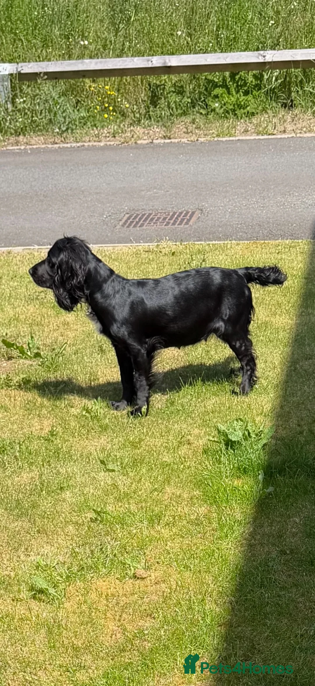 Sprocker dogs for sale: F1 Sprockers - Advert 2