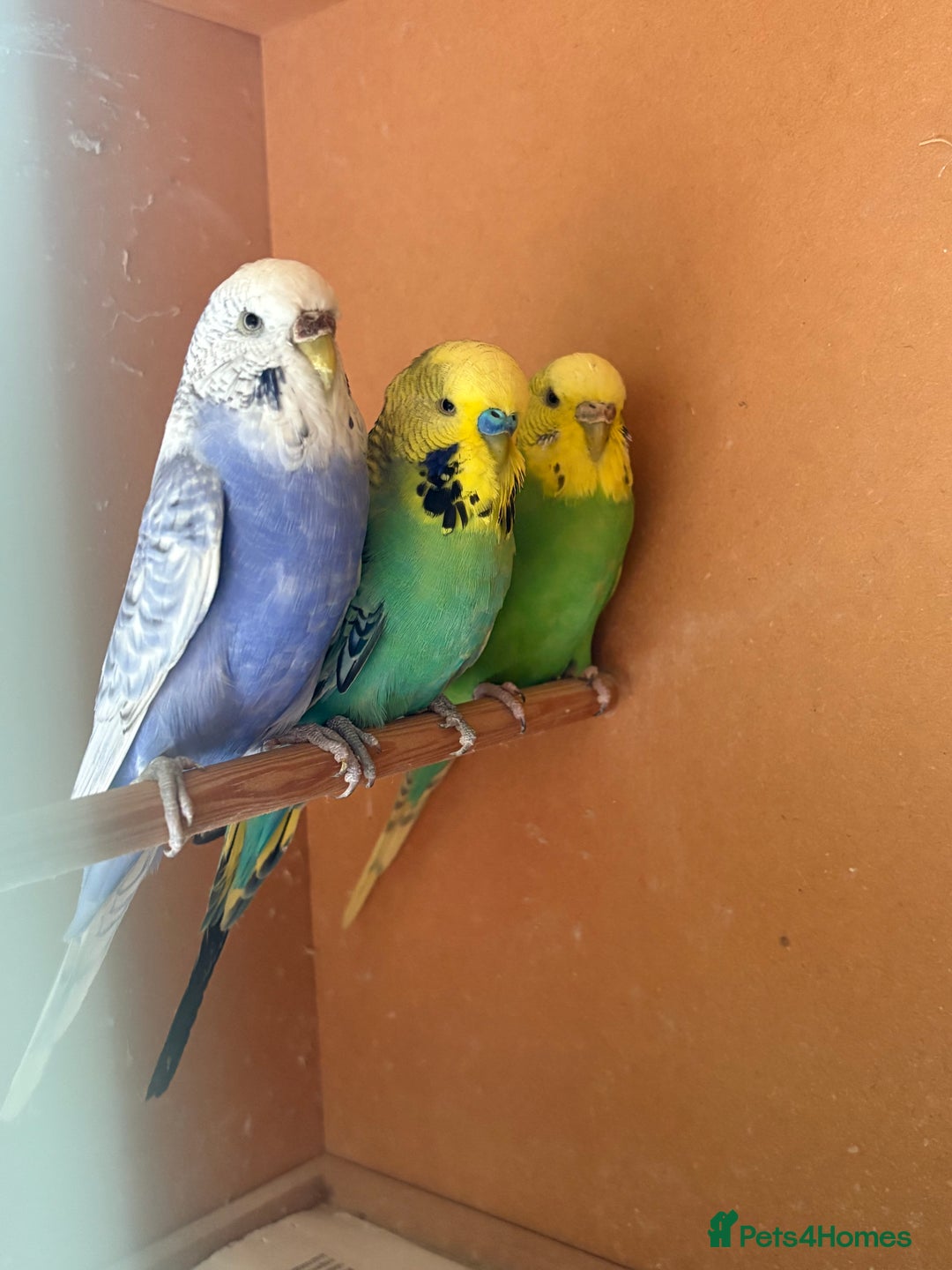 Budgerigars birds for sale: Gorgeous Budgies - Image 5