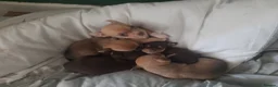 Chihuahua dogs for sale: Chihuahua  - Advert 18