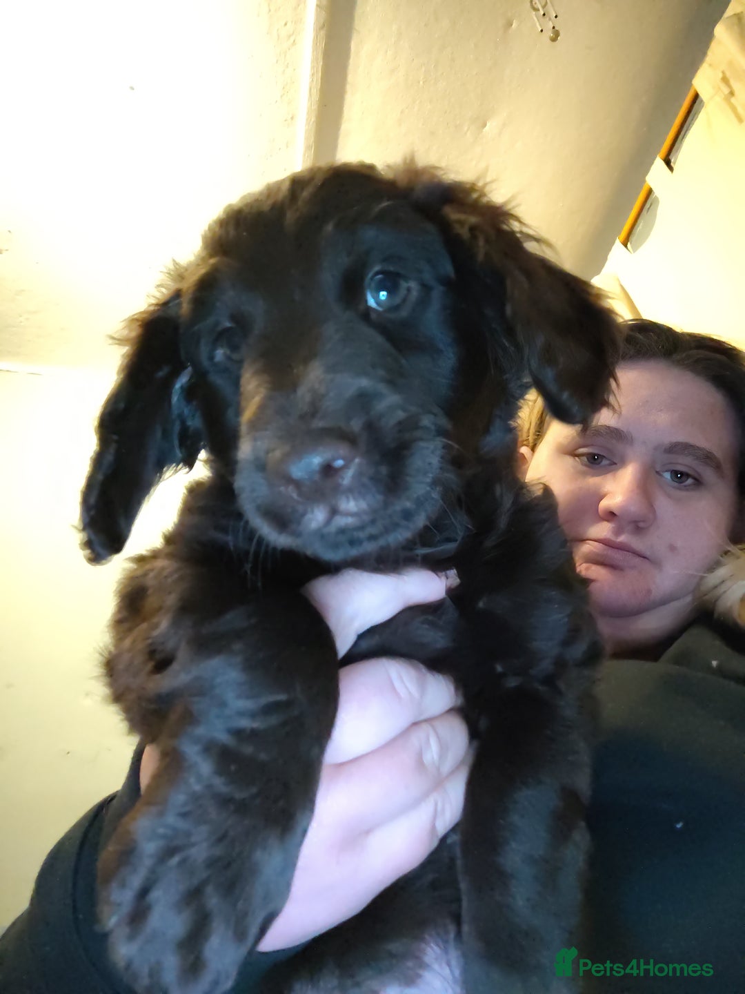 Cockapoo dogs for sale: Cockapoo puppies f2 ready now  - Advert 4