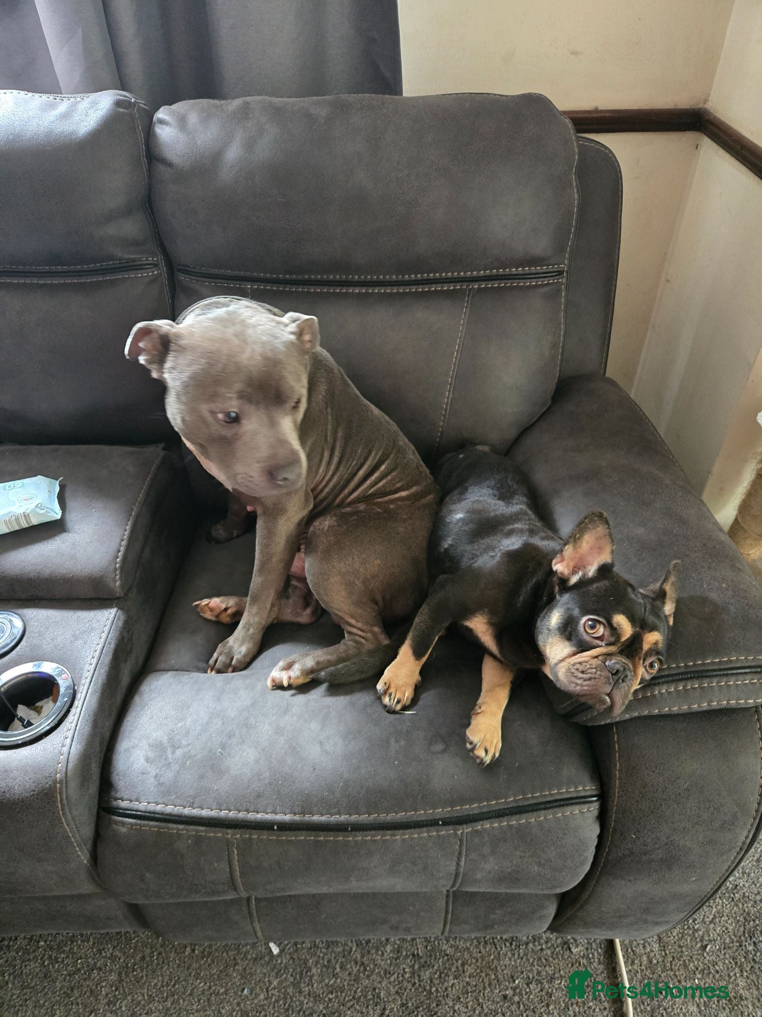 Mixed Breed dogs French Bulldog x Staffordshire Bull Terrier  - Advert 2