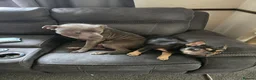 Mixed Breed dogs for sale: French Bulldog x Staffordshire Bull Terrier  - Advert 2