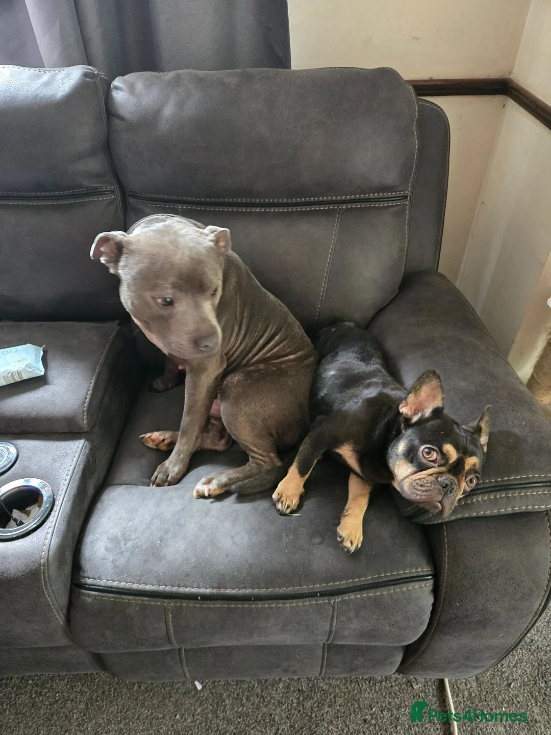 Mixed Breed dogs for sale: French Bulldog x Staffordshire Bull Terrier  - Advert 2