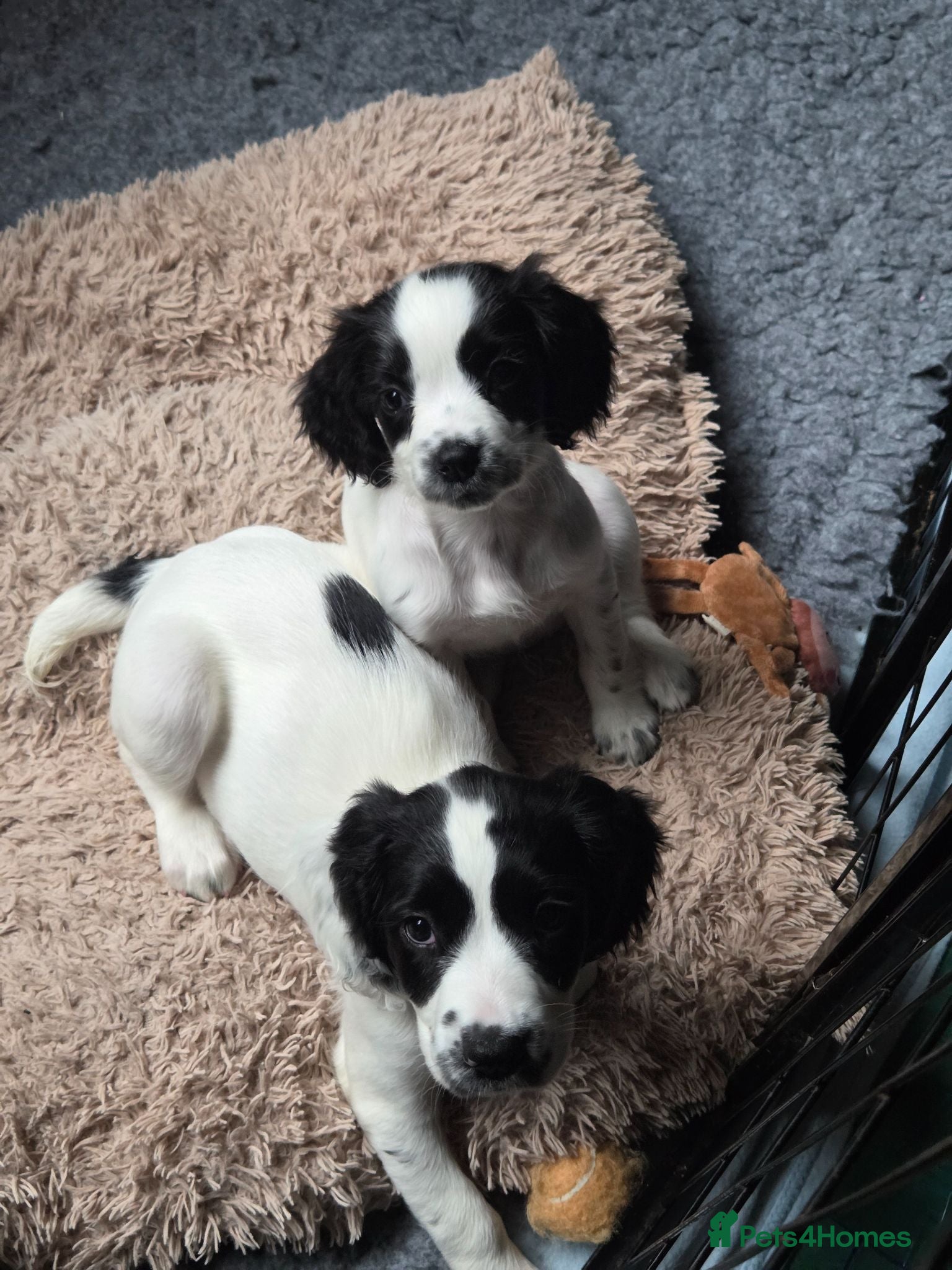 English Springer Spaniel dogs Health Tested Parents- KC Registered ESS - Advert 14