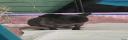 Guinea Pig rodents for sale: Male skinny pigs,  - Advert 3