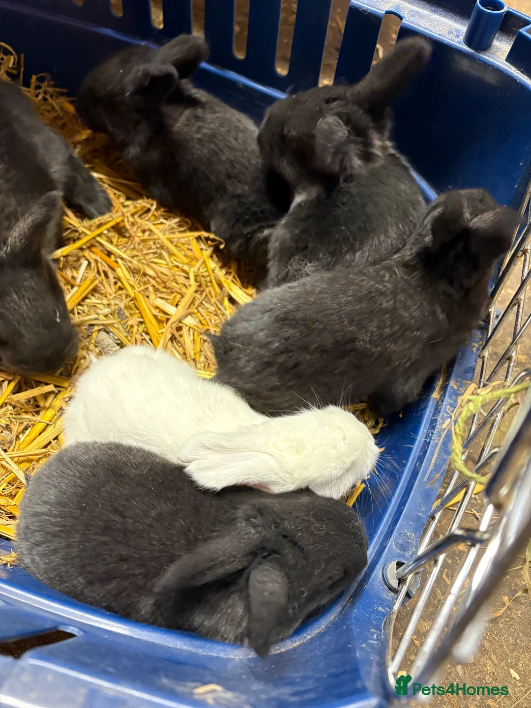 Continental Giant rabbits for sale: Continental giant rabbits  - Advert 2