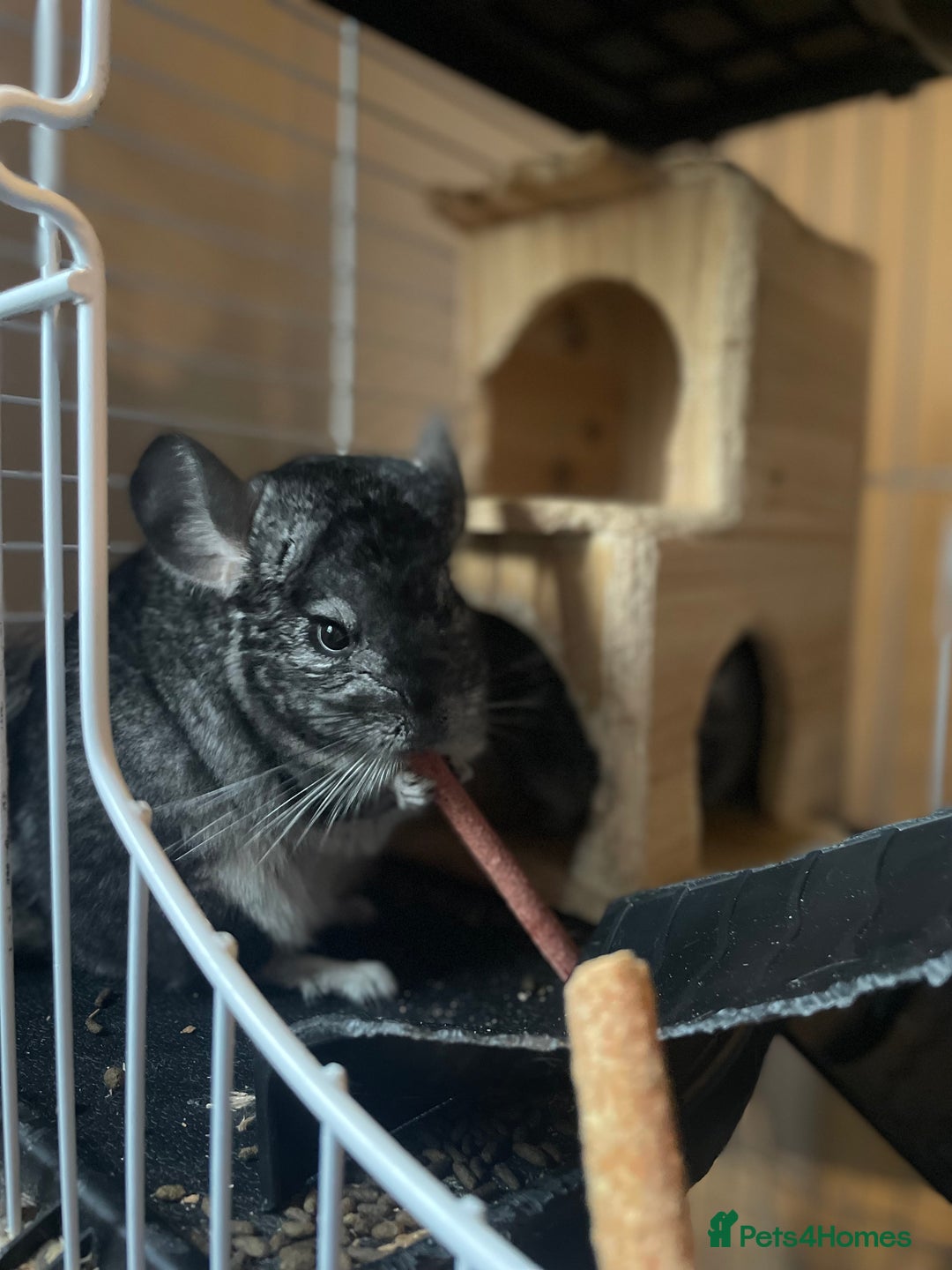 Chinchilla rodents for sale: Pair of female chinchillas looking for a new home - Image 4