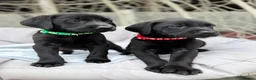 Labrador Retriever dogs for sale: Beautiful chunky black Labrador puppies  in Wickford - Advert 14