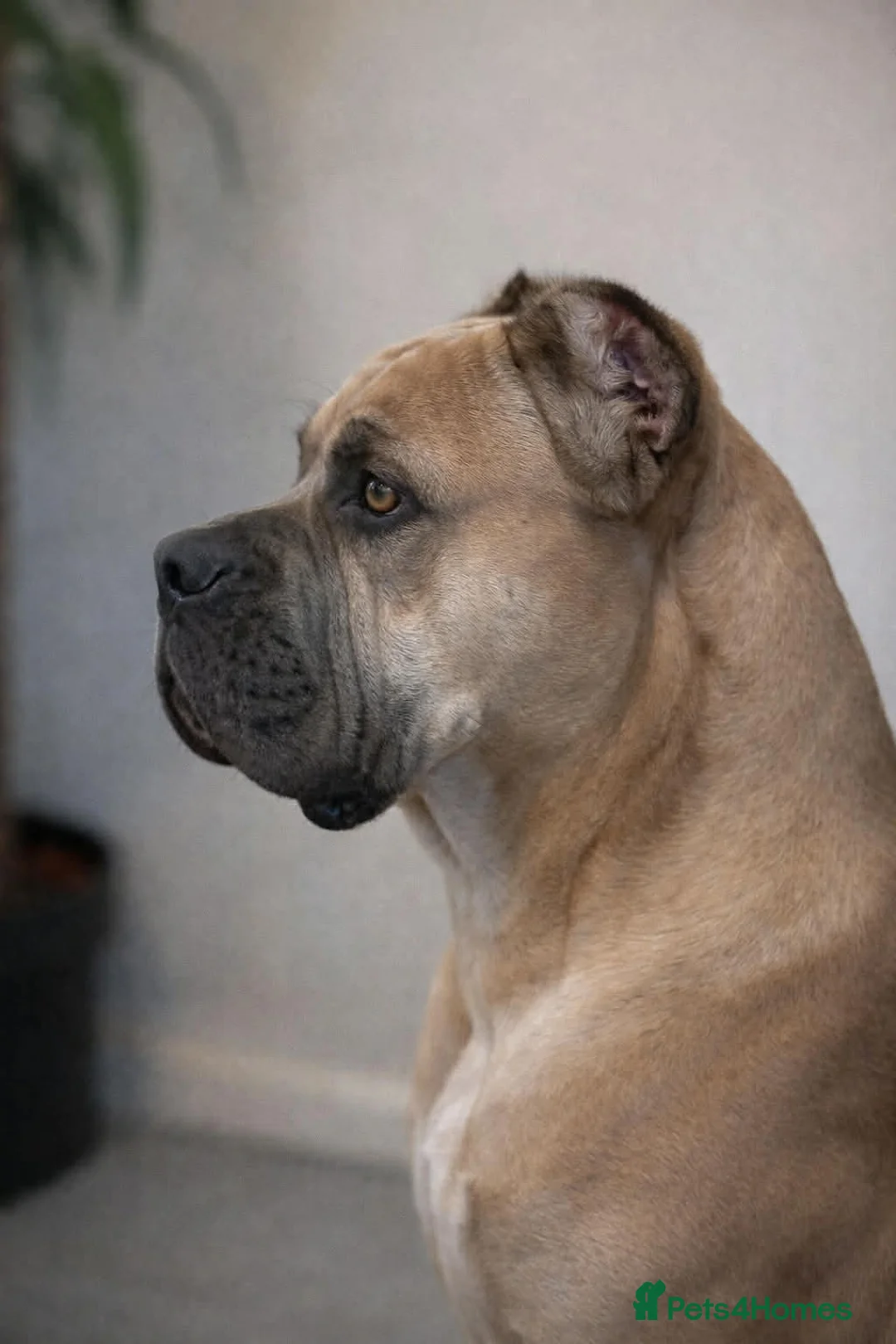 Cane Corso dogs for sale: Cane corso - Advert 2