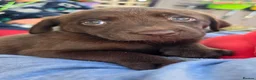 Labrador Retriever dogs for sale: Stunning Silver and Chocolate Labrador Puppies - Advert 7