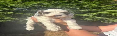 Cockapoo 3